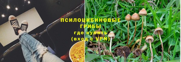 apvp Алзамай